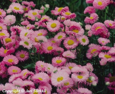  Erigeron Speciosus Rosa Juwel